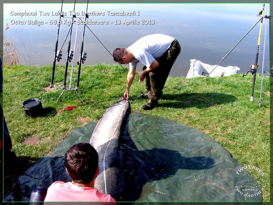 catfish pe tancabesti - 140373788208588983241293679668n.jpg